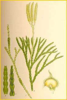  ( Lycopodium complanatum ) Bilder ur Nordens Flora (1901-1905) by Carl Lindman