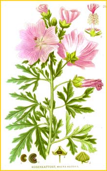   ( Malva alcea / Alcea rosea ) Bilder ur Nordens Flora (1901-1905) by Carl Lindman