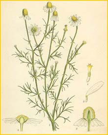   /  ( Matricaria recutita / chamomilla ) Bilder ur Nordens Flora (1901-1905) by Carl Lindman