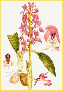  ( Orchis mascula ) Bilder ur Nordens Flora (1901-1905) by Carl Lindman