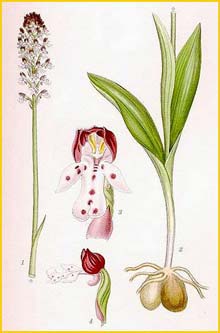   ( Orchis ustulata ) Bilder ur Nordens Flora (1901-1905) by Carl Lindman