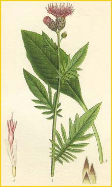   ( Serratula tinctoria ) Bilder ur Nordens Flora (1901-1905) by Carl Lindman