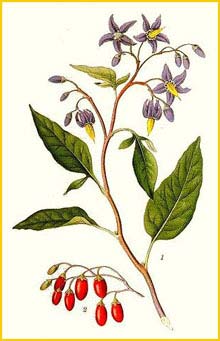  - ( Solanum dulcamara ) Bilder ur Nordens Flora (1901-1905) by Carl Lindman