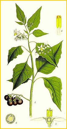   ( Solanum nigrum ) Bilder ur Nordens Flora (1901-1905) by Carl Lindman