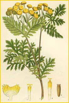   ( Tanacetum vulgare ) Bilder ur Nordens Flora (1901-1905) by Carl Lindman