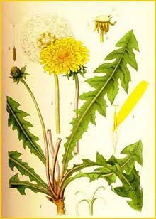   ( Taraxacum officinale ) Bilder ur Nordens Flora (1901-1905) by Carl Lindman