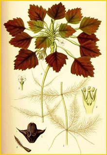   ( Trapa natans ) Bilder ur Nordens Flora (1901-1905) by Carl Lindman