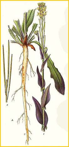   ( Turritis glabra ) Bilder ur Nordens Flora (1901-1905) by Carl Lindman