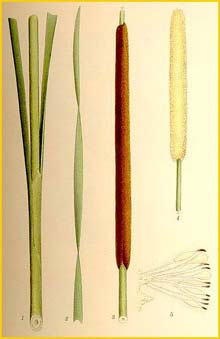   ( Typha angustifolia ) Bilder ur Nordens Flora (1901-1905) by Carl Lindman