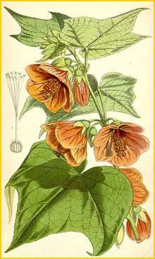   (Abutilon darwinii) Curtis's Botanical Magazine 1871