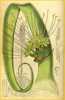   ( Agave bracteosa ) Curtis's Botanical Magazine 1914