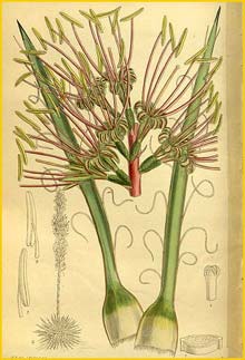   ( Agave disceptata ) Curtis's Botanical Magazine 1912