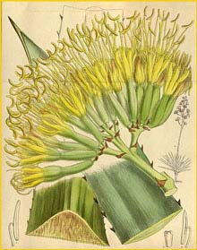   ( Agave fourcroyiodes ) Curtis's Botanical Magazine