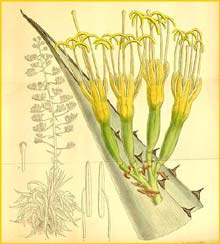   ( Agave franzosinii / beauleriana / frederici ) Curtis's Botanical Magazine 1910