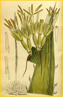   ( Agave haynaldii ) Curtis's Botanical Magazine 1913