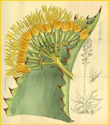   ( gave marmorata / todaroi ) Curtis's Botanical Magazine 1912