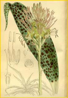   ( gave protuberans ) Curtis's Botanical Magazine 1912