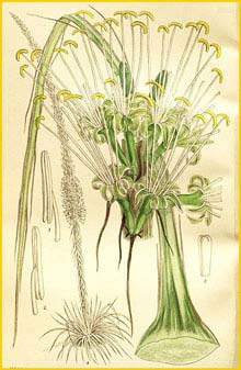   ( Agave wrightii ) Curtis's Botanical Magazine 1909