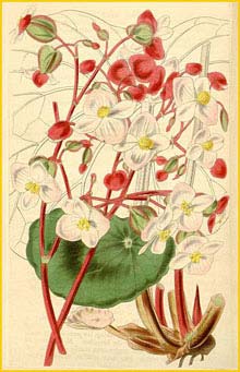  - ( Begonia albococcinea )
