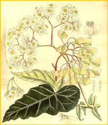   ( Begonia stipulacea / angularis / zebrina )