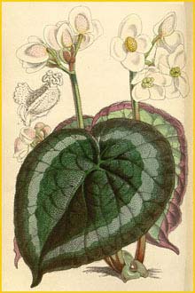   ( Begonia annulata )