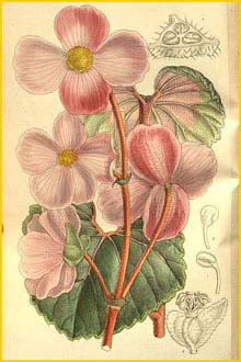   ( Begonia baumannii )
