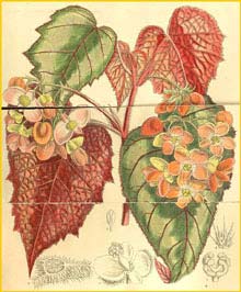   ( Begonia cathayana )