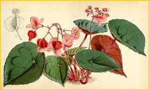   ( Begonia coriacea )