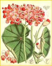  ( Begonia cyathophora )