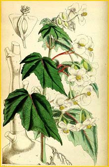   ( Begonia dregei )