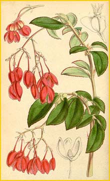   ( Begonia fuchsioides )