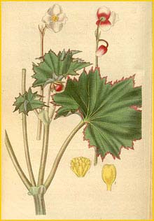   ( Begonia geraniifolia )