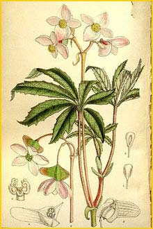   ( Begonia hemsleyana )