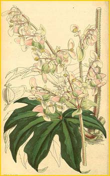   ( Begonia heracleifolia )