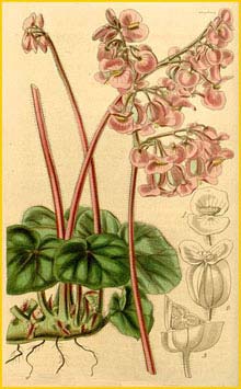   ( Begonia hydrocotylifolia )