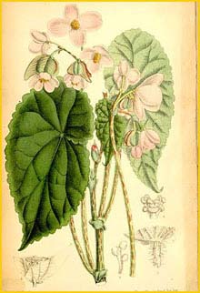   ( Begonia johnstonii )