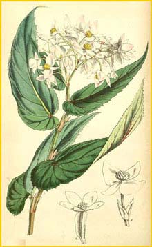   ( Begonia microptera )