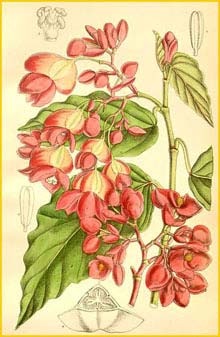   /  ( Begonia limmingheiana / radicans )