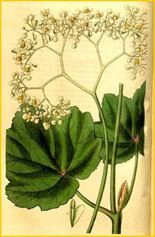   ( Begonia reniformis )