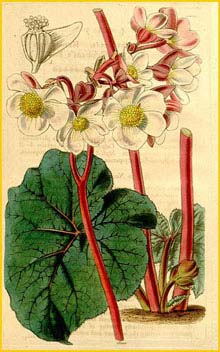   ( Begonia rubricaulis )
