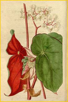  - ( Begonia sanguinea )
