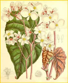   ( Begonia scharffii )