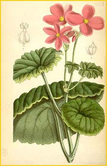   ( Begonia socotrana )