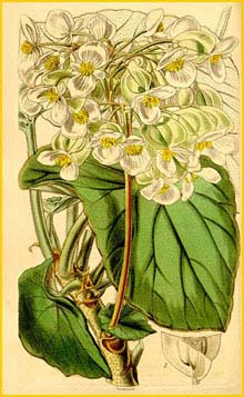  ( Begonia sunorchis )