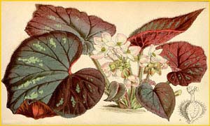   /  ( Begonia tenera / zeylanica )