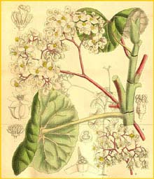   ( Begonia umbraculifera )