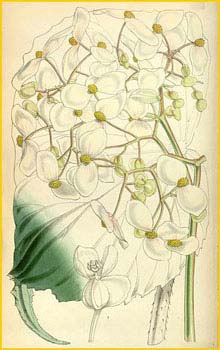   ( Begonia urophylla )