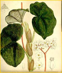   ( Begonia venosa )