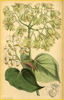   ( Begonia wageneriana )