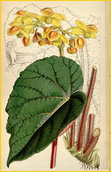   ( Begonia anthina )